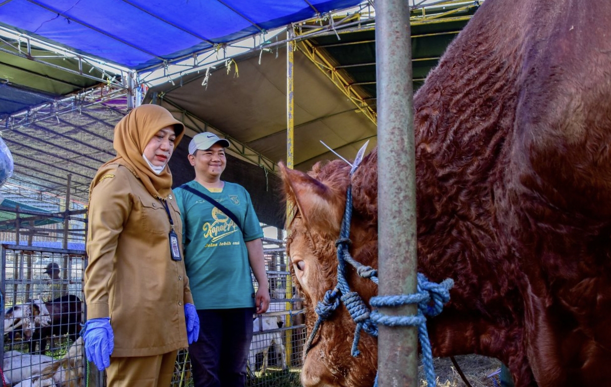 Simak Berikut Tata Cara Memilih Hewan Kurban Yang Baik Menurut Pakar